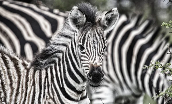 Zebra Zoo — Stockfoto