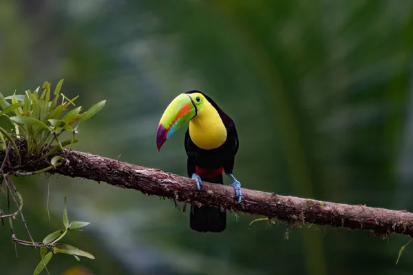 Живописный Вид Красивую Птицу Попугая Природе — стоковое фото