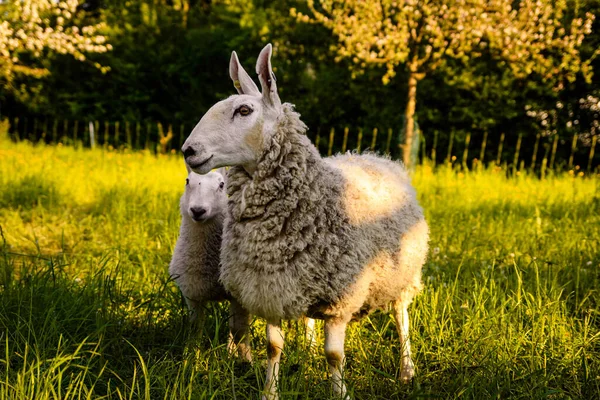 Egy Fiatal Bárány Áll Réten — Stock Fotó