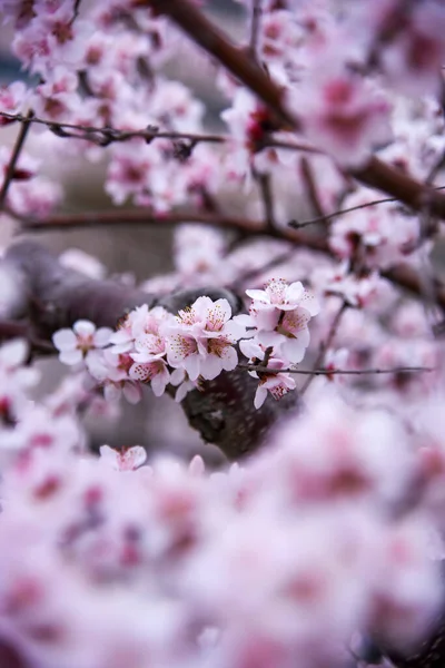 Belas Flores Sakura Rosa Jardim — Fotografia de Stock