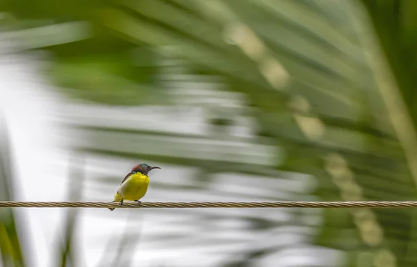 Uccello Ramo Nella Foresta — Foto Stock