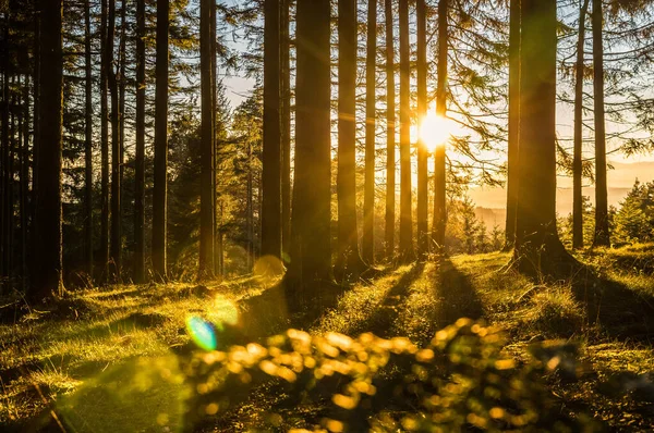 Krásný Západ Slunce Lese — Stock fotografie