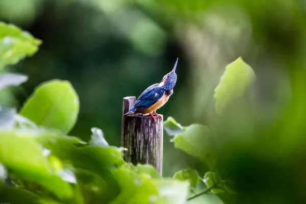 Een Close Shot Van Een Kolibrie Neergestreken Een Tak — Stockfoto