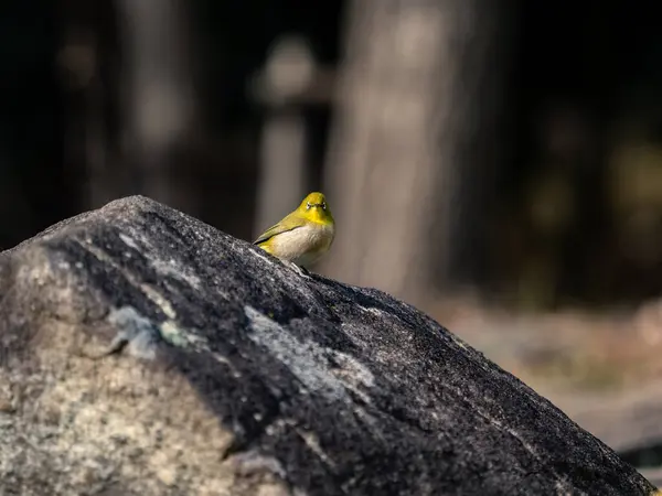 Nahaufnahme Eines Vogels Der Auf Einem Baumstamm Sitzt — Stockfoto
