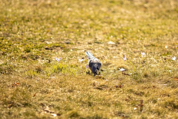 Een Kleine Witte Eekhoorn Het Bos — Stockfoto