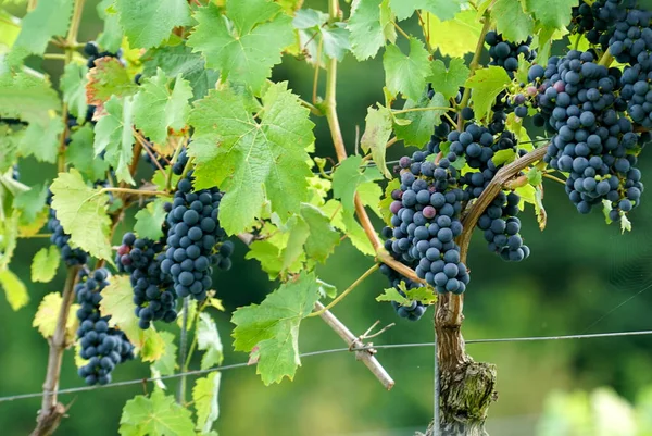 Rijpe Druiven Wijngaard — Stockfoto