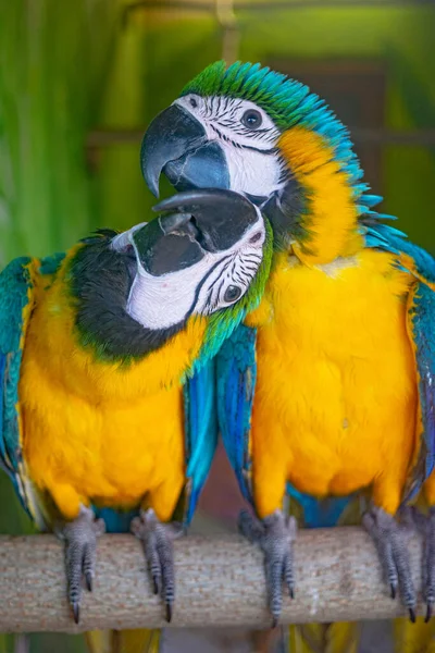 Loros Coloridos Pájaro Con Ojos Azules —  Fotos de Stock