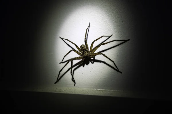 Spider Black Background — Stock Photo, Image