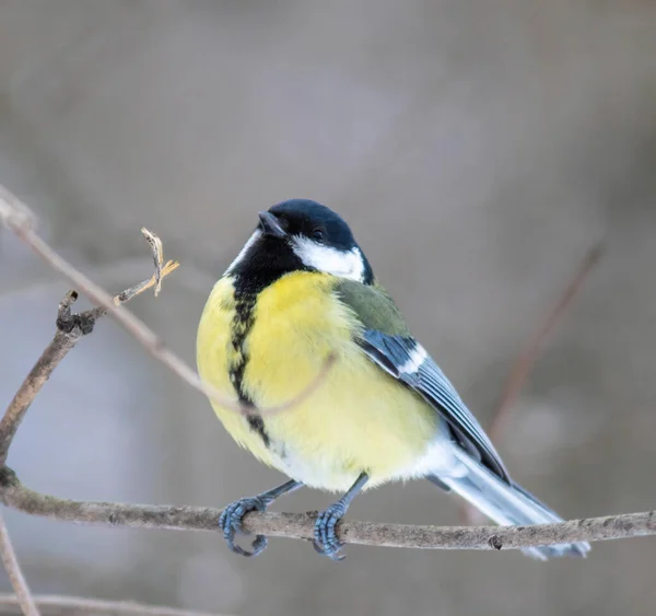 Great Tit Parus Major Sitting Branch — Φωτογραφία Αρχείου