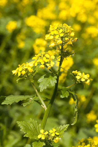 Fleurs Jaunes Dans Champ — Photo