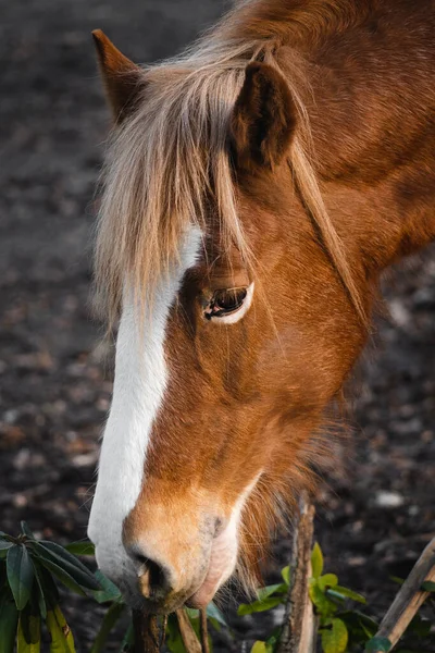 Retrato Belo Cavalo — Fotografia de Stock