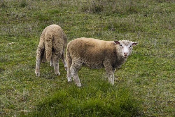Owce Wypasane Łące — Zdjęcie stockowe