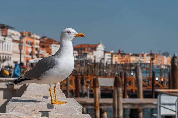 Gabbiano Sul Tetto Della Città Venezia Italia — Foto Stock