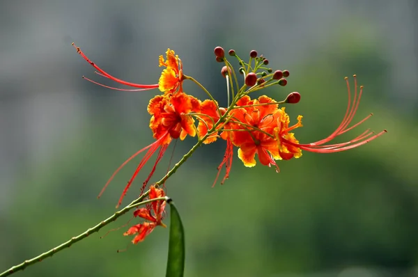 Mooi Botanisch Schot Natuurlijk Behang — Stockfoto