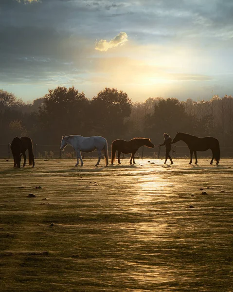 Manada Caballos Atardecer — Foto de Stock