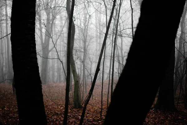 Bella Vista Sul Bosco — Foto Stock