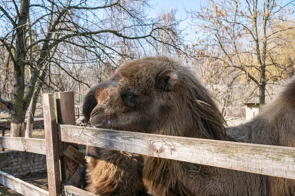 Brązowy Wielbłąd Zoo — Zdjęcie stockowe
