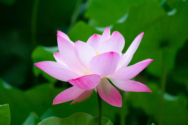 Růžový Lotosový Květ Zahradě — Stock fotografie