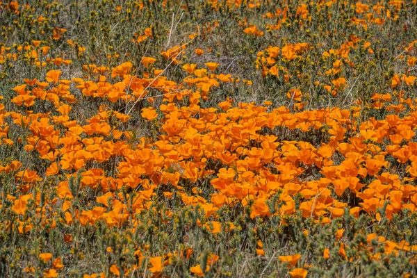 Schöne Blumen Garten — Stockfoto