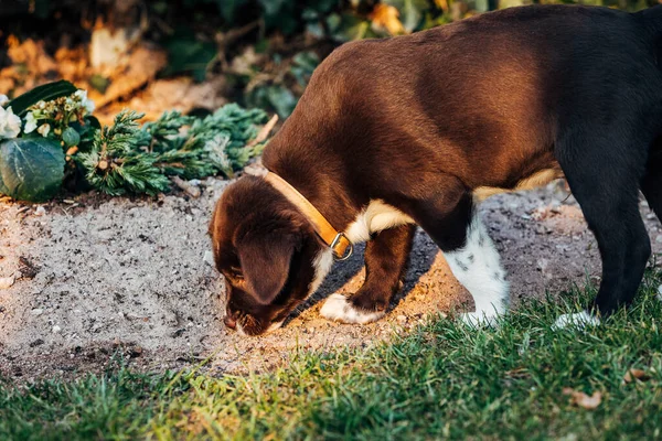 Hond Het Park — Stockfoto