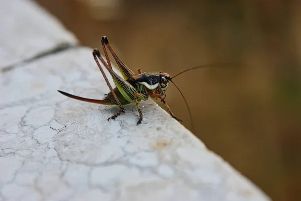 Gros Plan Bug Nature Sauvage — Photo