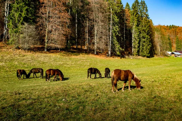 Paarden Grazen Het Weiland — Stockfoto