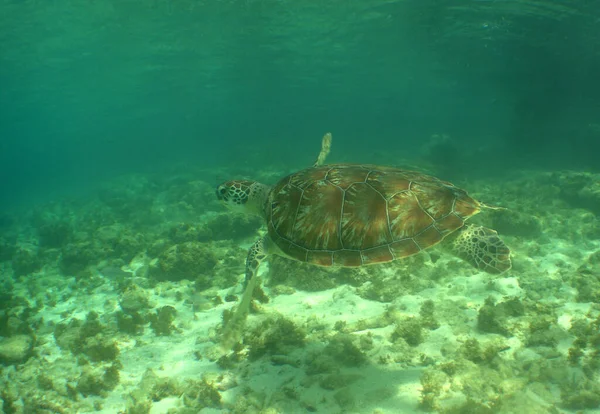 Żółw Morzu Czerwonym Podwodny Świat — Zdjęcie stockowe