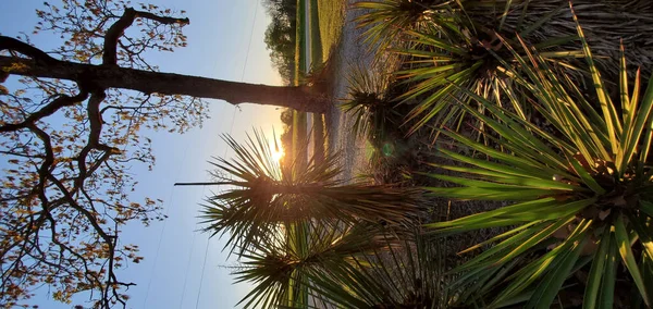 Parktaki Palmiye Ağacı — Stok fotoğraf