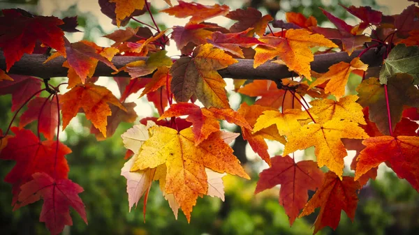 秋の紅葉 秋の植物 — ストック写真