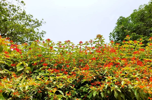 Beautiful Tropical Flowers Nature Background — Stock Photo, Image