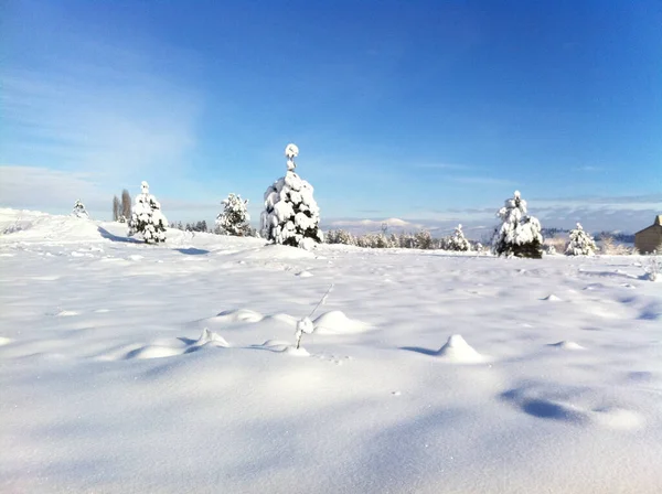 美丽的冬季风景 冰雪覆盖的树木 — 图库照片