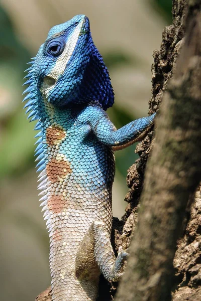 Vista Cerca Una Iguana Zoológico —  Fotos de Stock