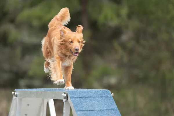 Doğada Sevimli Kızıl Saçlı Bir Köpek Ormana Atlamak — Stok fotoğraf