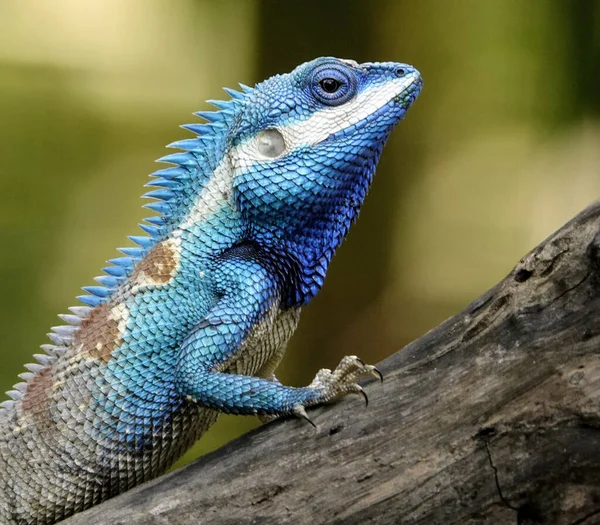 Perto Lagarto Zoológico — Fotografia de Stock