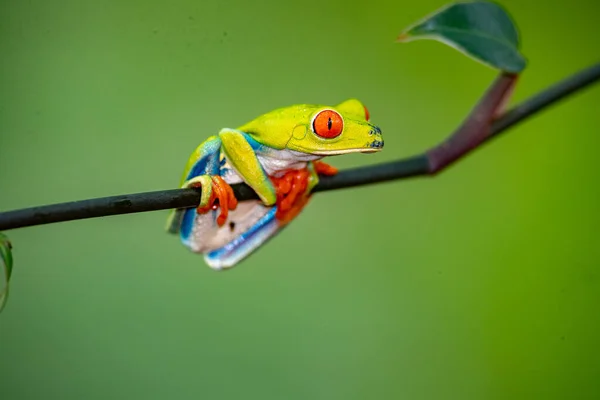 Eine Nahaufnahme Eines Grünen Frosches — Stockfoto