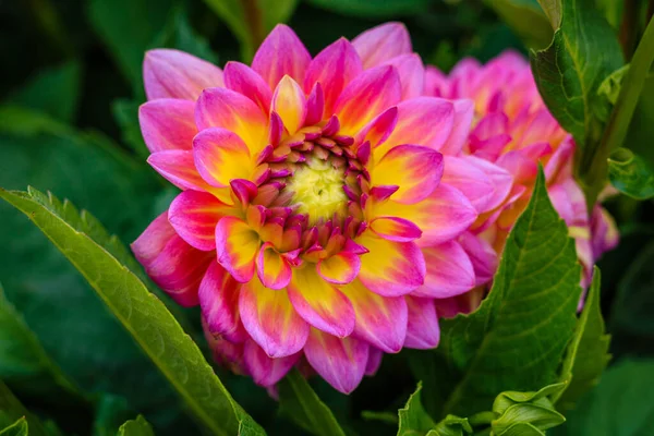 Belle Fleur Dans Jardin — Photo