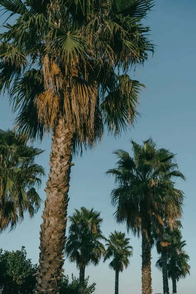 Árvores Palma Peito — Fotografia de Stock