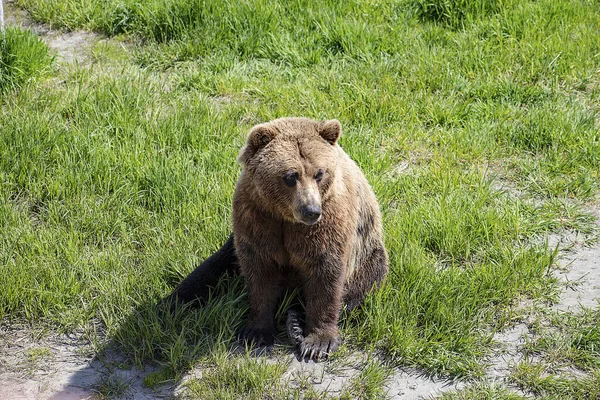 Urso Marrom Grama Verde — Fotografia de Stock