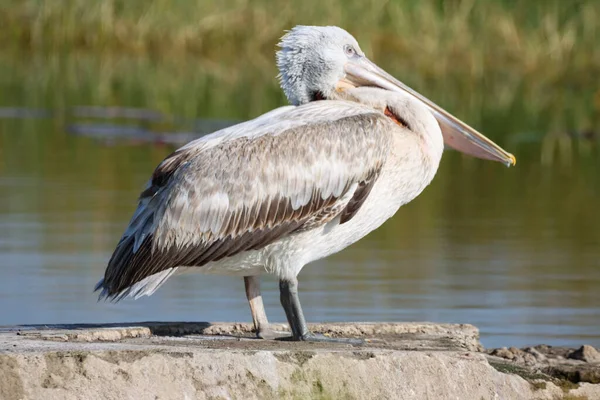 Pelicano Água — Fotografia de Stock
