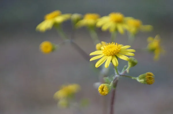 Belles Fleurs Dans Jardin — Photo