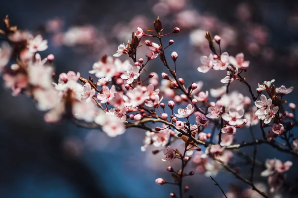 木の上の美しい春の花 — ストック写真