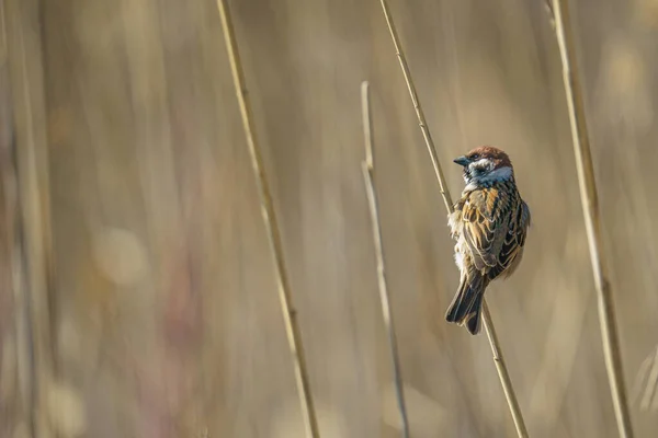 Vogel Auf Einem Ast Wald — Stockfoto