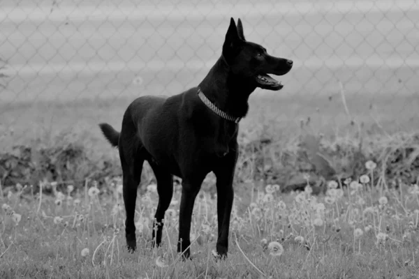 Schwarzer Und Weißer Hund — Stockfoto