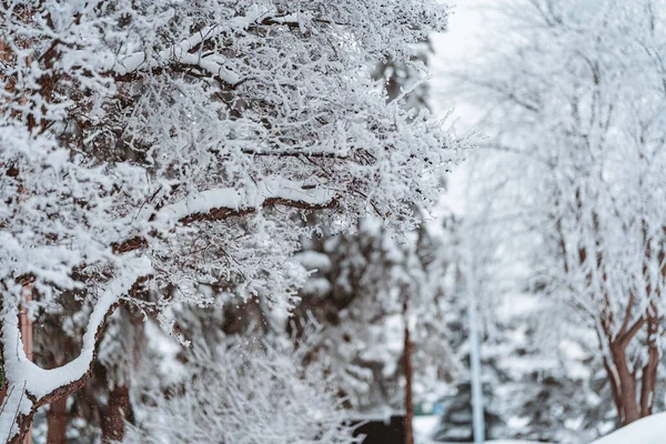 Snötäckta Träd Skogen — Stockfoto