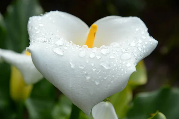 Güzel Beyaz Zambak Çiçeği Çiğ Damlalarıyla — Stok fotoğraf