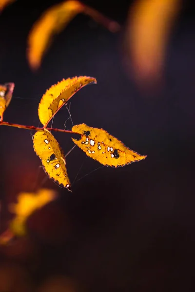 Herfst Bladeren Herfst Seizoen Flora — Stockfoto