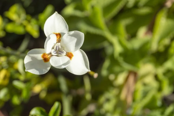 庭の白い蘭 — ストック写真