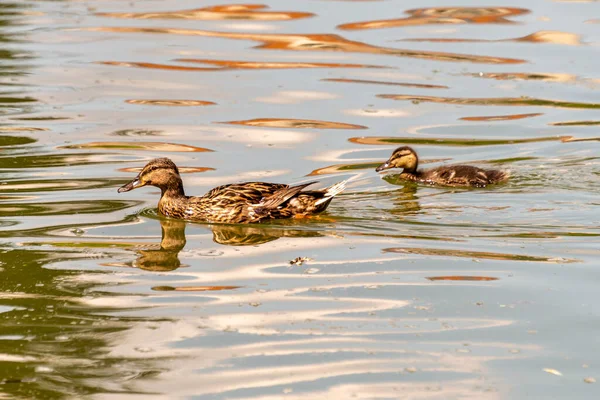 Canards Nageant Dans Eau — Photo