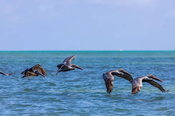 Pelicanos Voando Fundo Mar Azul — Fotografia de Stock