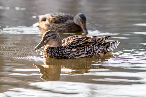 Enten Wasser — Stockfoto